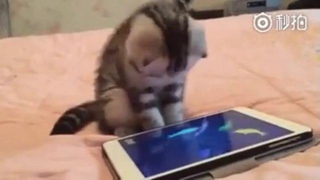 Несъедобная рыба смотреть онлайн