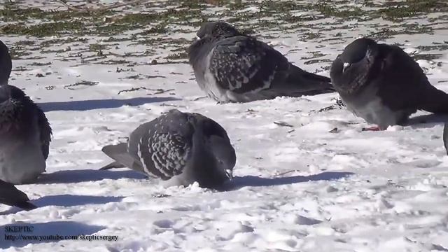 Пример видео снятое видеокамерой Sony HDR CX220E смотреть онлайн