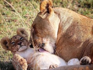 Кошачьи нежности.