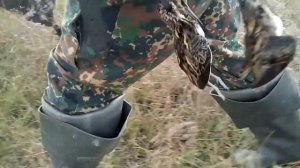 ОХОТА на БОЛОТНО-ЛУГОВУЮ дичь с КУРЦХААРОМ!!! Нашел мочажину в ЗАСУХУ!!! ТУРУХТАН и ГАРШНЕП!!!