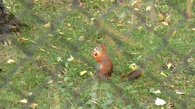 Мне вчера дали орешек, что я с ним делать буду? #бельчонок смотреть онлайн