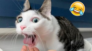 Приколы с животными?