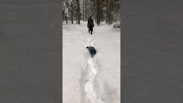 Завезли меня в какой то лес. #лес #такса #зима #longdog #dachshund