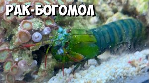 Рак-Богомол в новом аквариуме