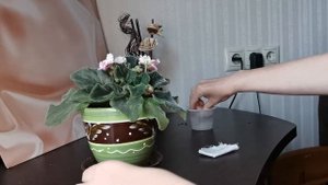 ОЧИЩЕНИЕ ЛИСТИКОВ ФИАЛКИ ОТ ПЫЛИ