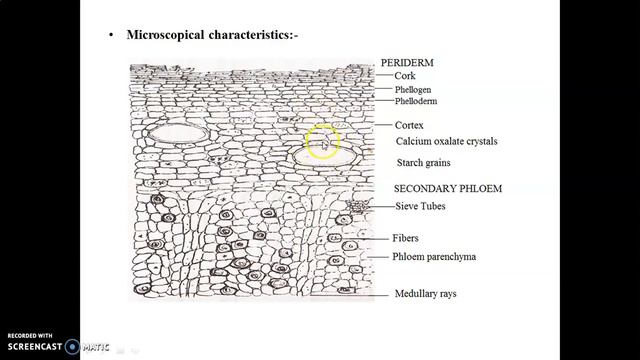 Cinchona Bark смотреть онлайн