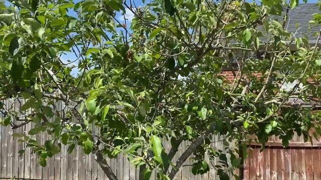 Dwarf Golden Delicious Apple Tree
