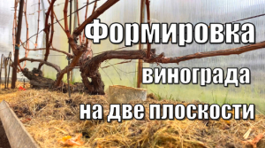 Как обрезать виноград на две плоскости? / Обрезка винограда