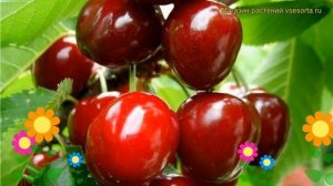 Вишня Альфа. Краткий обзор, описание характеристик, где купить саженцы prunus cerasus Al'fa