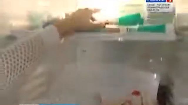 Животные - Доноры смотреть онлайн