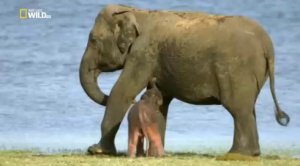 Слоненок Лока (ч.1)