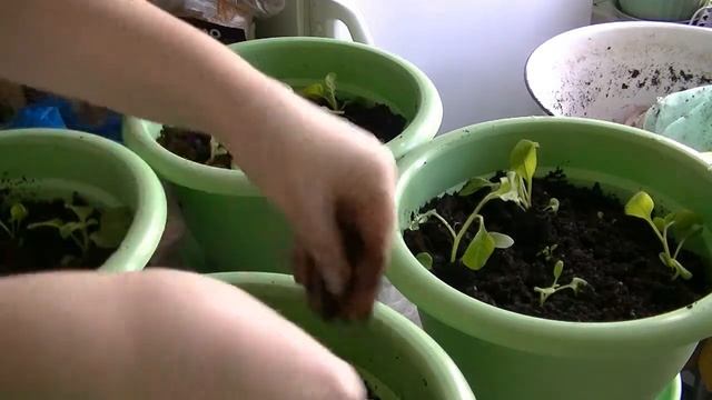 Большая пересадка петунии и ампельного томата смотреть онлайн