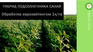 О Санае и Евролайтинге. 22 июня 2017 год