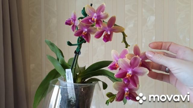 Ароматная красота — #орхидея  Phalaenopsis Liodora смотреть онлайн