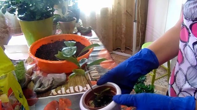 Комнатные цветы. Гардения. Черенок гардении  - пересадка.