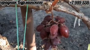 НОВИНКИ!!! ГФ. Винограда АНТОШКА и ЭЙФОРИЯ (Калугин В.М.).