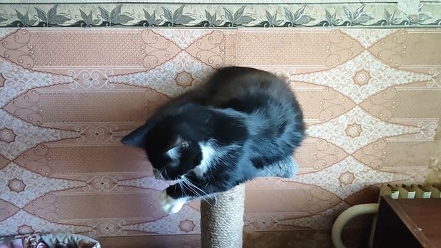 Чем выше когтеточка, тем больше она нравится котикам смотреть онлайн