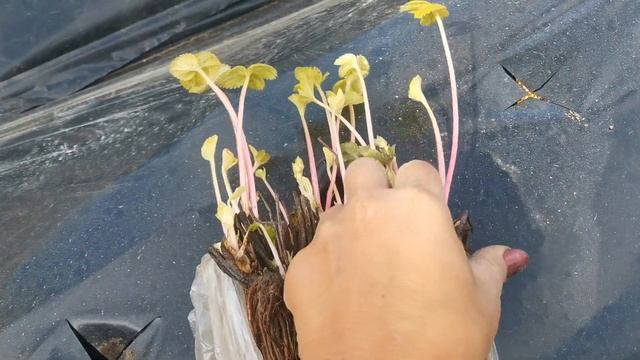 Посадка рассады ФРИГО. 21 день в холодильнике!!! смотреть онлайн