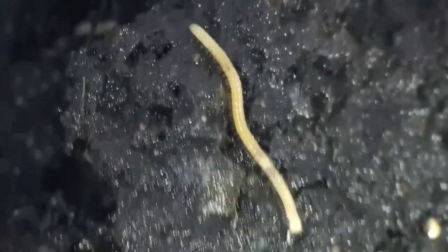 Многоножки. Кольчатая сколопендра (Scolopendra cingulata)