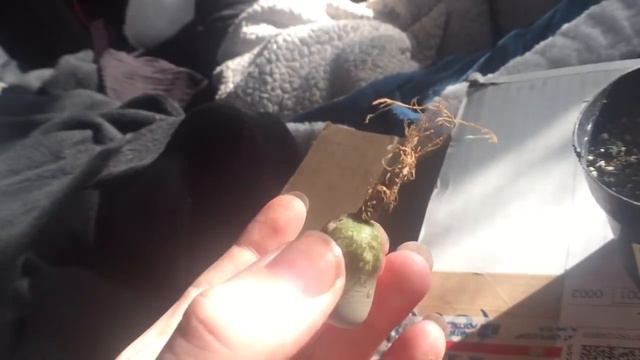 Surprise Lithops In The Mail And Growth Cycle Discussion смотреть онлайн