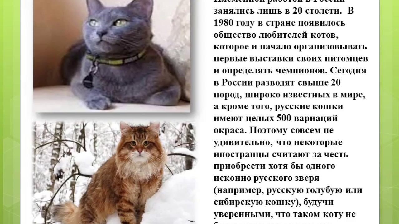 История кошек
