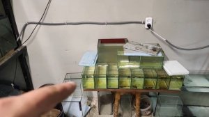 Итоги нереста неонов, пецилии, гуппи и тернеции...