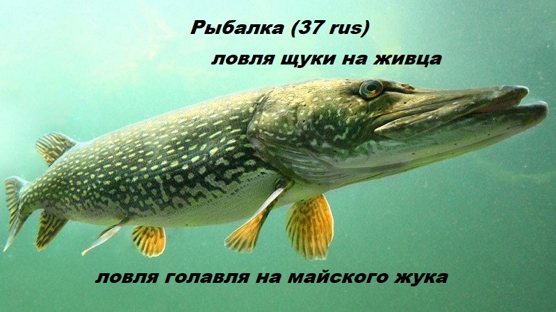 Рыбалка 2022. Щука. Голавль. Рыбалка в мае. Ловля щуки на живца. Голавль на майского жука. смотреть онлайн