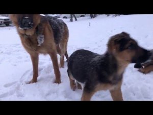 Уля с щенками