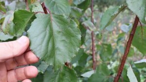 Абрикосы из косточек. Зимостойкие абрикосы.