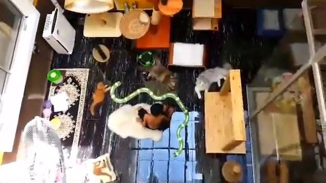 Дом где живет Bella from Kirbeautycoon*KZ в Малайзии смотреть онлайн