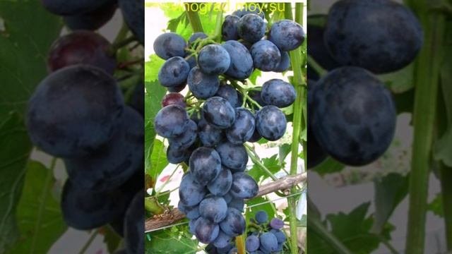 Виноград Наталья