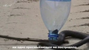 Ловля змеи или змей в бутылке. Catching snakes.