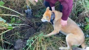 Burdock root. Как найти и выкопать корень лопуха. Корень лопуха заготовка.