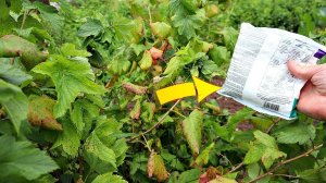 Внесите эти удобрения осенью под ягодные кусты чтобы собрать огромный урожай на следующий год!