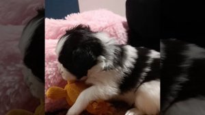 щеночки папильоны (есть свободные)