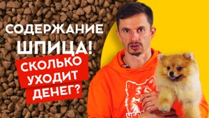 Сколько стоит содержать шпица.