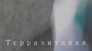 Терразитовая штукатурка