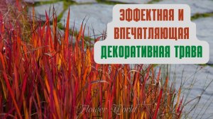 Эффектная и впечатляющая декоративная трава.