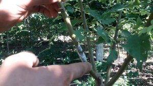 Прививка абрикоса на алыче(  Grafting apricot on cherry plum)