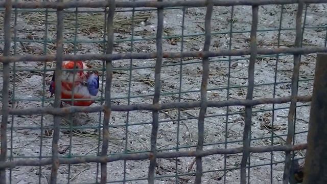 Крым. Ялта. Май 2о16. Зоопарк Сказка. Попугайчик. смотреть онлайн