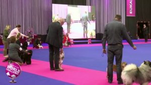 Best Puppy - Eukanuba World Challenge 2015