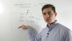 Потенциал покоя и равновесный потенциал