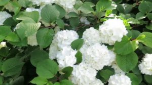 Nature’s Gifts | White Hydrangeas