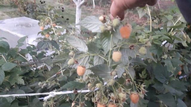 ???МАЛИНА(*( ОРАНЖЕВОЕ ЧУДО ))) смотреть онлайн