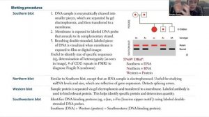 Биохимия для USMLE Step 1 - Лабораторные техники