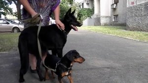 Черная немецкая овчарка Селена, 1 год и 2 мес.,Одесса.