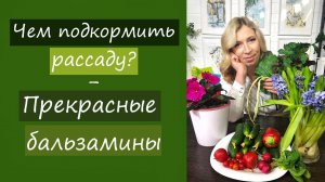 Чем подкормить рассаду? Прекрасные бальзамины