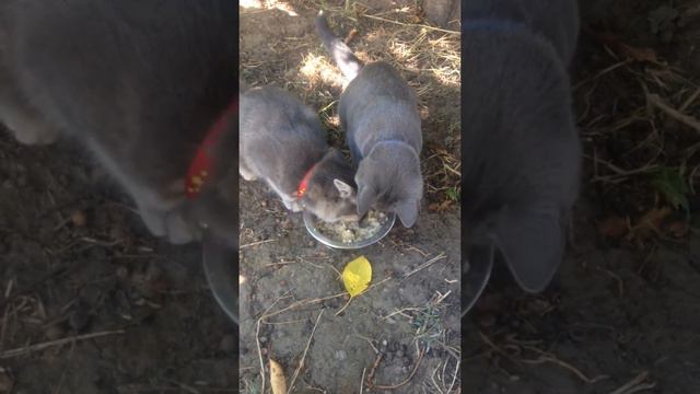 голодные дикие животные hungry wild animals смотреть онлайн