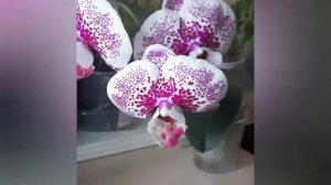 Фаленопсис Maple red