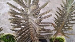 Kalanchoe Tubiflora / Mother of millions Succulent plant care